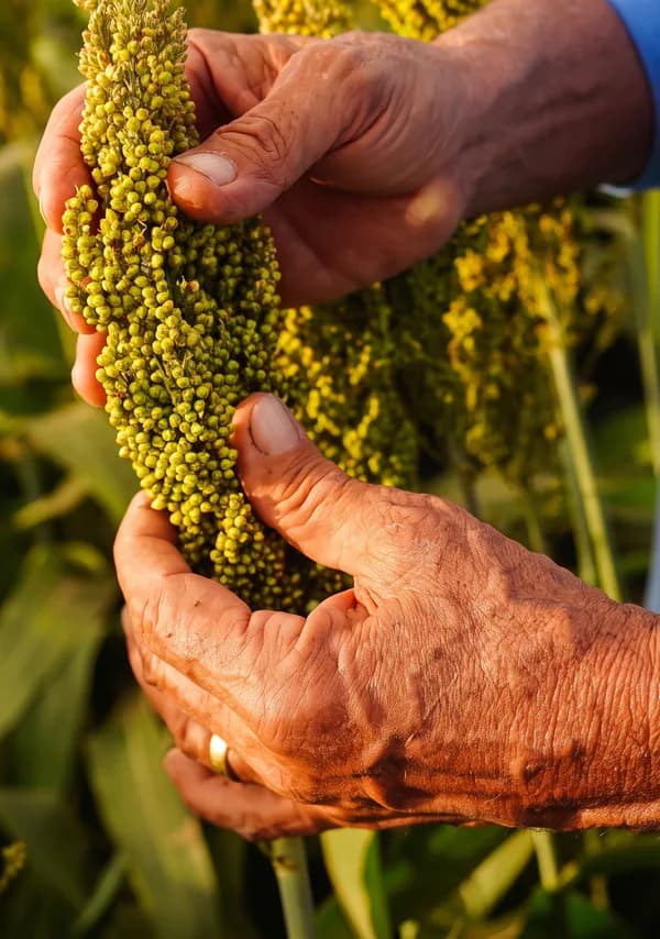 Mãos de um produtor seguram um cacho de sorgo verde no meio da lavoura, foto recriada em alta resolução com IA.