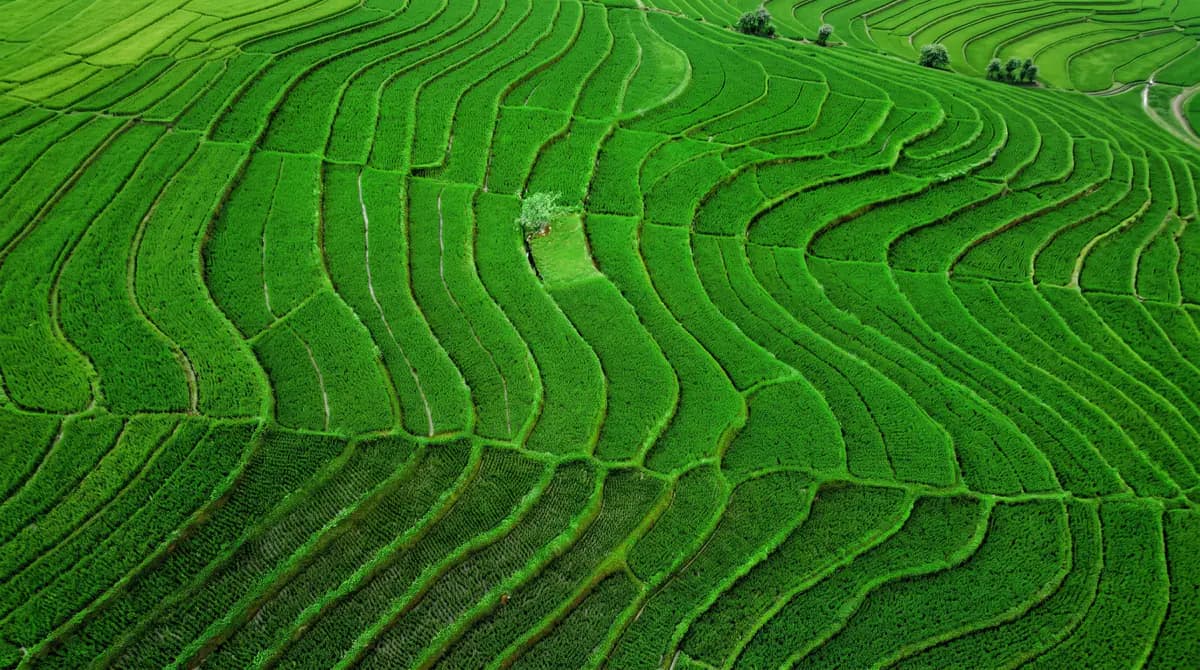 Lavoura verde em curvas de nível vista do alto, foto recriada em alta resolução com IA.